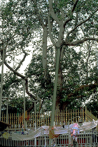 Anuradhapura, Sri Lanka. Jaya Sri Maha Bodhi. Buddhist. 288 BC